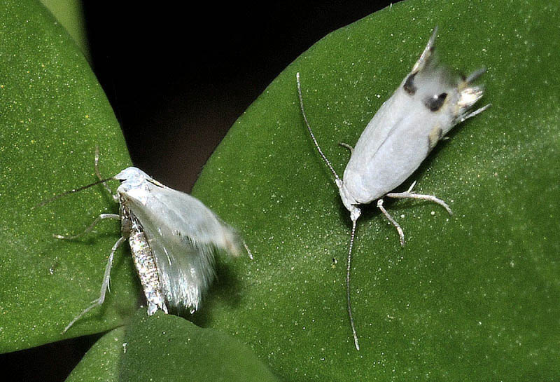 Lyonetiidae - Leucoptera spartifoliella